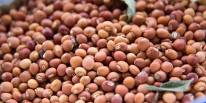 Organic Pigeon Peas Seeds