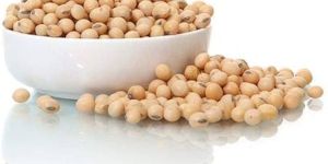 Organic Soybean Seeds