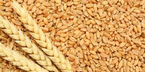 Organic Wheat Grain