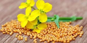 Organic Yellow Mustard Seed