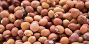 Pigeon Peas Seeds