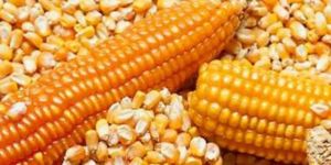 Yellow Dry Organic Maize Corn