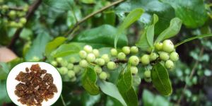 Guggul Commiphora Mukul