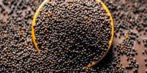 Organic Black Mustard Seed