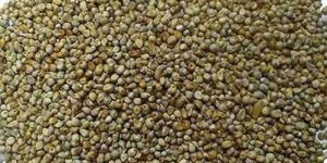 Organic Pearl Millet Seed