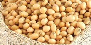 Organic Soybean Seed