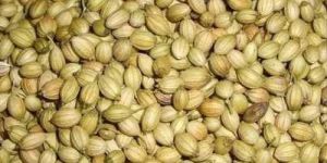 A Grade Coriander Seed