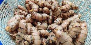 Organic Turmeric Seeds