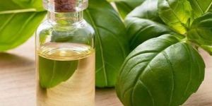 Turmeric Leaf Oil