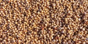 White Sorghum
