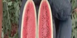 Kiran Water Melon