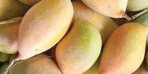 Totapuri Mango
