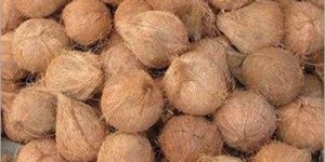Semi Husked Coconuts