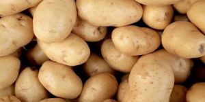 a Grade Fresh Potato