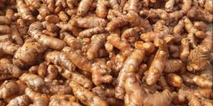 Organic Turmeric Finger