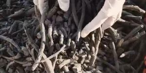 biochar activated carbon