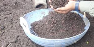 Organic Vermicompost