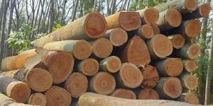 Raw Timber Logs