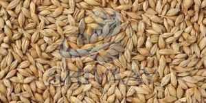 Natural Feed Barley