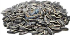 SUNFLOWER OIL SEEDS