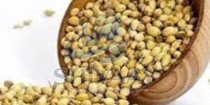 Whole Coriander Seeds