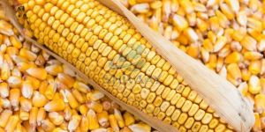 Yellow Maize Corn