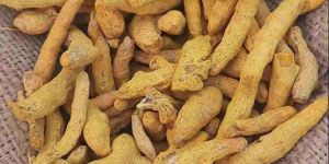 Dried Raw Turmeric Finger
