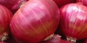 Fresh Red Onion