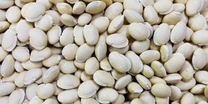 White Mochai Seed