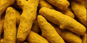 Dry Turmeric Finger