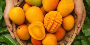 Devgad Alphonso Mangoes