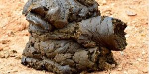 Fresh Cow Dung
