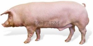 Disease Free Live Pig