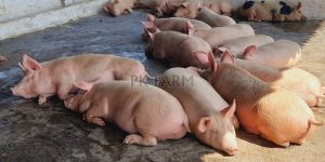 Farm Raised Live Pig