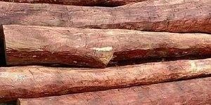 A Grade Red Sandalwood Timber Logs