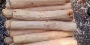 Natural White Sandalwood Logs