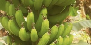 Green Fresh Raw Banana