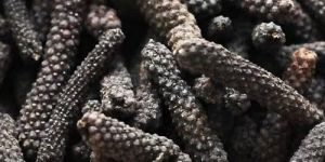 Pipli Long Pepper
