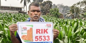 rik 5533 hybrid maize seed