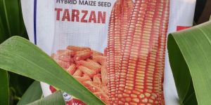 rik tarzan hybrid maize seed
