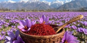 Natural Kashmiri Saffron