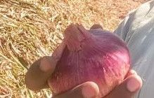 Red Onion