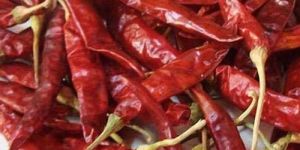 341 Variety Red Chilli
