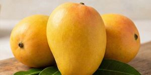 Alphonso Mango