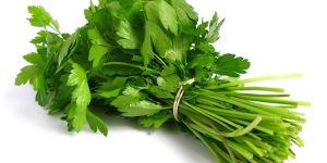 Fresh Coriander Leaves