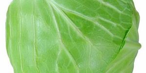 Fresh Green Cabbage