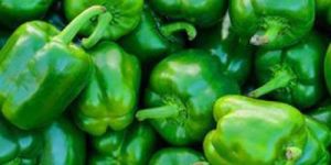 Fresh Green Capsicum