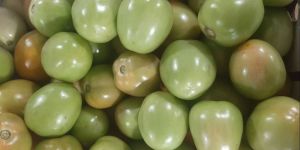 Fresh Green Tomato