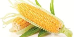 Fresh Sweet Corn