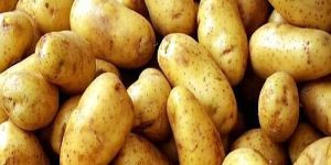Indian Fresh Potato